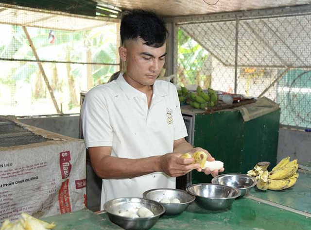 Anh nông dân nhẹ nhàng kiếm 1 tỷ/năm nhờ nuôi con hiền lành mắn đẻ lại mê đắm chuối