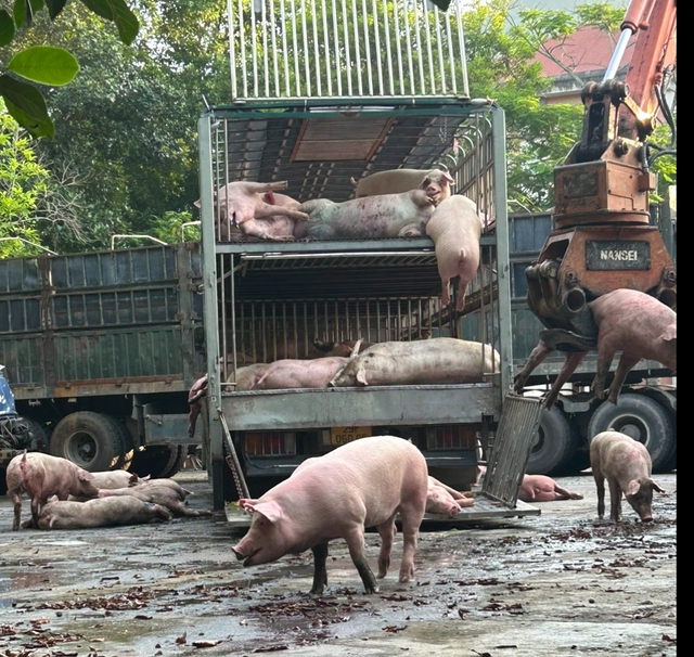 Tuyên Quang: Phát hiện lợn bị nhiễm dịch trên đường đi tiêu thụ- Ảnh 1.