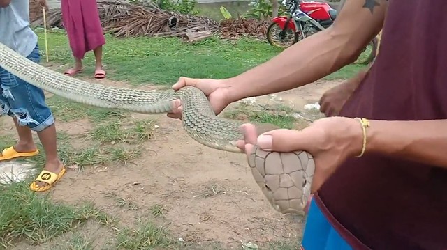 Caught a 4.2 meter long king cobra hiding in the bedroom - Photo 1.