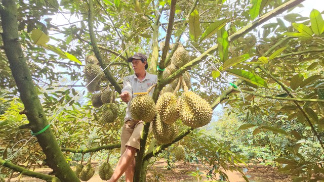 Đắk Lắk chỉ đạo kiểm tra, quản lý hoạt động thu mua, xuất khẩu sầu riêng- Ảnh 3.