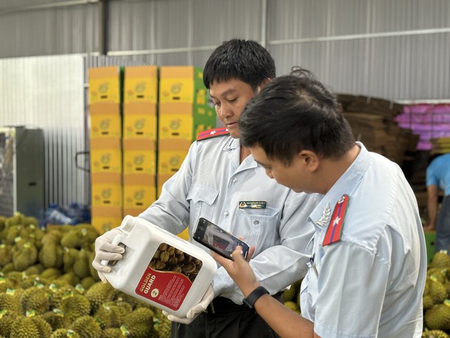 Đắk Lắk chỉ đạo kiểm tra, quản lý hoạt động thu mua, xuất khẩu sầu riêng- Ảnh 2.