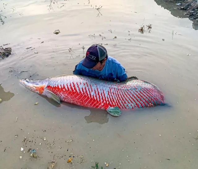 Nam thanh niên câu được con cá hải tượng long khổng lồ trên sông- Ảnh 1.