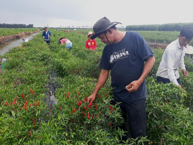 Giá nông sản 12/8: Giá ớt chỉ thiên tăng mạnh, cao su biến động trái chiều- Ảnh 5.