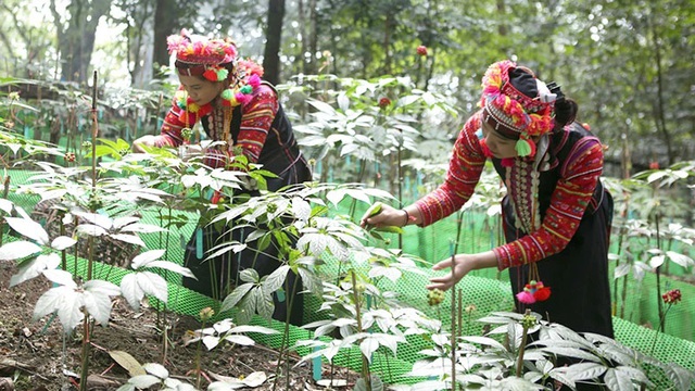 Lợi ích từ việc phát triển dược liệu dưới tán rừng ở Điện Biên- Ảnh 2.