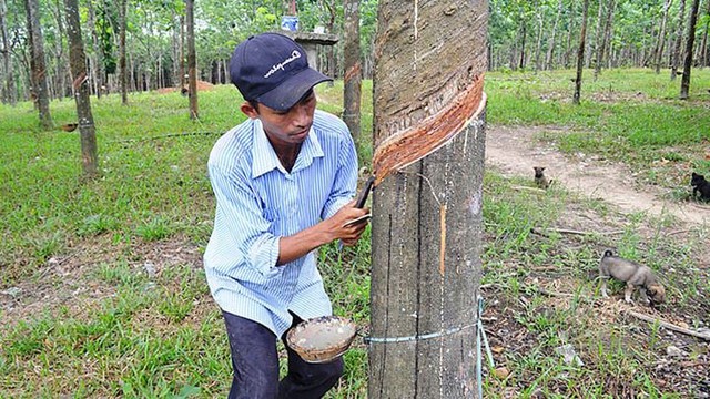 Giá nông sản 17/8: Na Thái được giá, cà phê đồng loạt tăng nhẹ- Ảnh 3.