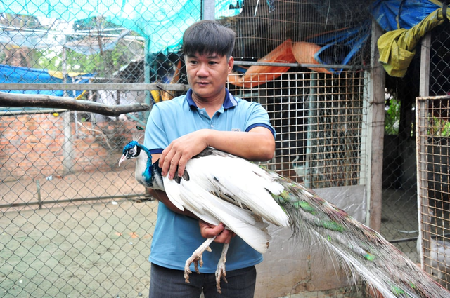 Anh nông dân "phát tài" nhờ nuôi chim ngoại quốc, lãi như "máy in tiền"- Ảnh 1.