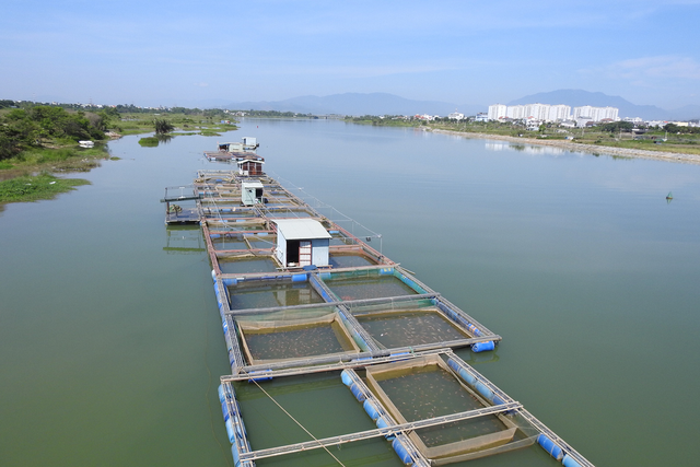 Nuôi con vật "hiền như đất" mê bơi lội, ông nông dân kiếm 5 tỷ đồng/năm- Ảnh 6.