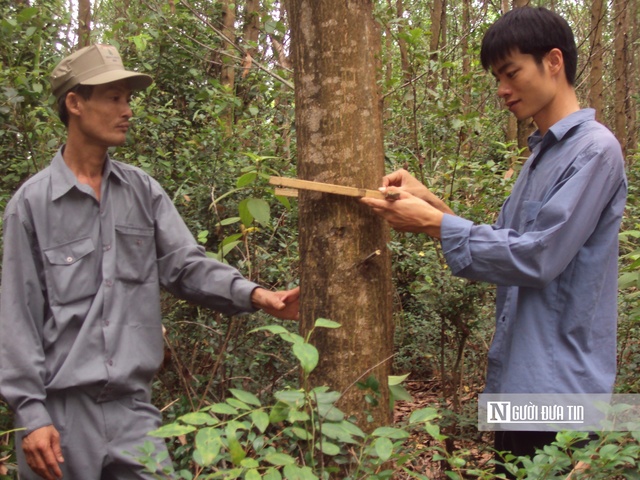 Hiện nay, diện tích rừng trồng nguyên liệu của Bình Định chưa đáp ứng hết các điều kiện theo quy định EUDR. Ảnh: ĐT