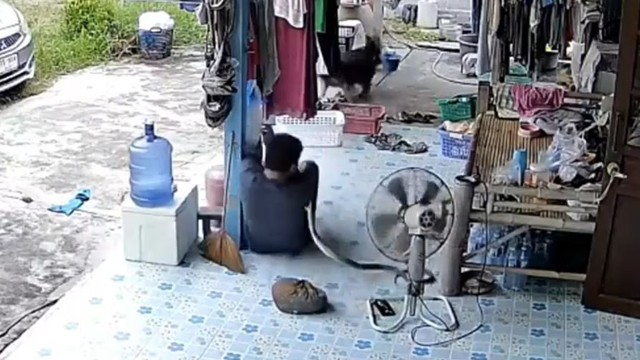 Clip: Rắn hung hăng cắn người đàn ông và cái kết thót tim- Ảnh 1.