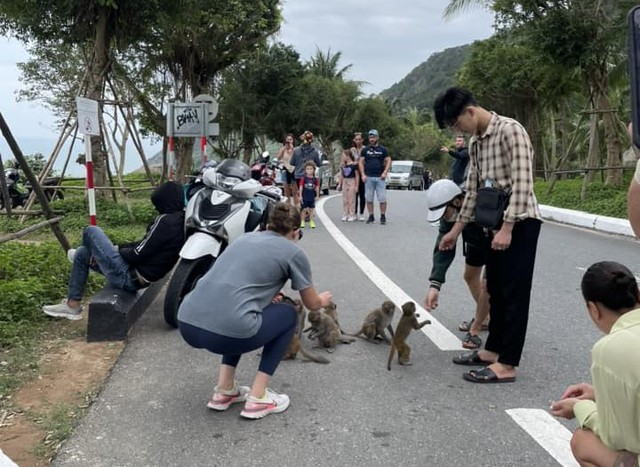 Khỉ và du khách ở bán đảo Sơn Trà.