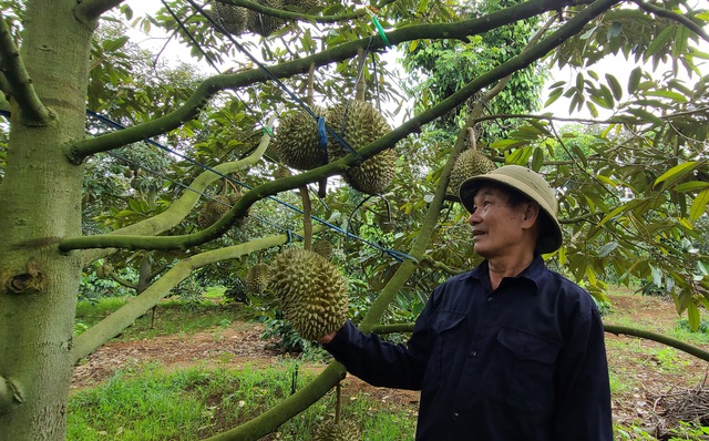 “Cây tiền tỷ” giúp nhiều người dân Đắk Lắk đổi đời- Ảnh 5.