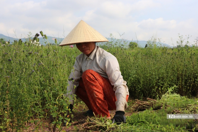 Trồng loại cây được ví như thần dược chữa bệnh gan, mang lại kinh tế cao cho người dân- Ảnh 4.