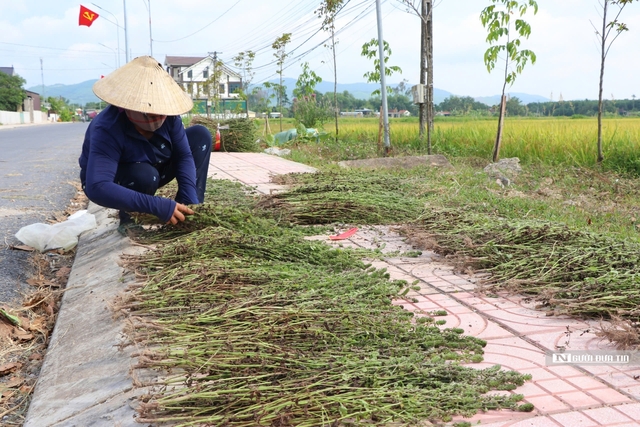 Trồng loại cây được ví như thần dược chữa bệnh gan, mang lại kinh tế cao cho người dân- Ảnh 6.