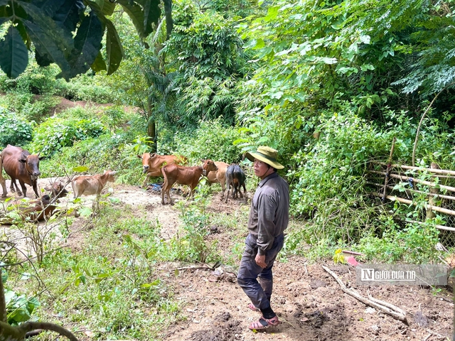 "Triệu phú" nuôi bò ở vùng biên Quảng Bình- Ảnh 1.