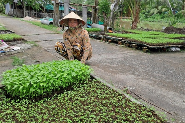 Có mảnh đất nhỏ bằng gian bếp, chị nông dân trồng cây kiếm 50 triệu đồng rất nhẹ nhàng- Ảnh 1.