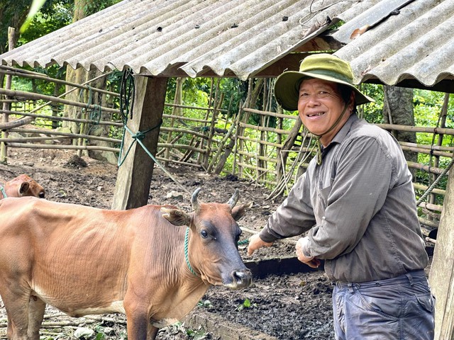 "Triệu phú" nuôi bò ở vùng biên Quảng Bình- Ảnh 4.