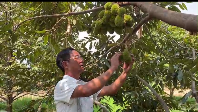 Người đàn ông “gàn” bỏ phố lên rừng trồng sầu riêng, thu chục tỷ đồng mỗi năm- Ảnh 1.