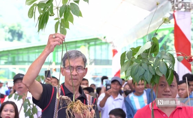 Một củ sâm được đưa ra đấu giá tại Lễ hội sâm Ngọc Linh năm nay.