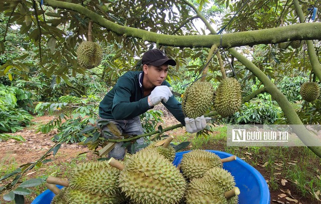 Vì sao hàng loạt kho thu mua tại "thủ phủ sầu riêng" Đắk Lắk đóng cửa im ỉm?- Ảnh 5.