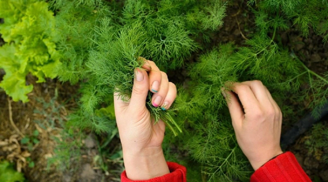 Loại "rau nhà nghèo" người Việt ai cũng biết hóa ra là dược liệu quý từ hàng nghìn năm trước- Ảnh 1.