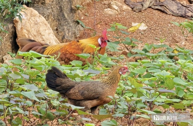 Vợ chồng lão nông hé lộ cách nuôi gà rừng thuần chủng để làm giàu- Ảnh 1.