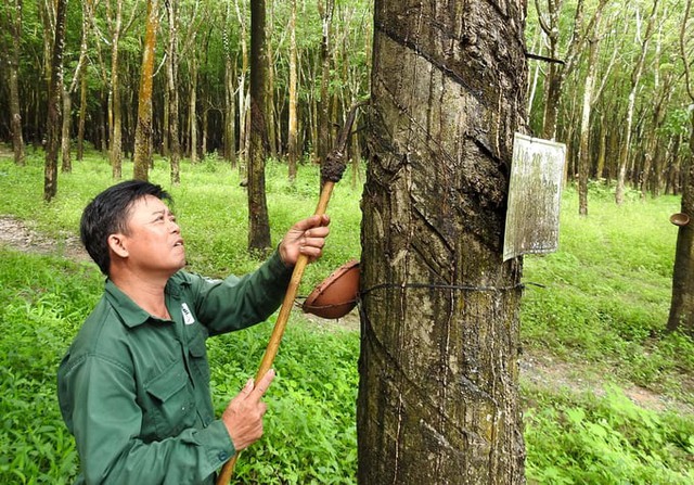 Giá nông sản 6/8: Sâm Ngọc Linh giảm, cao su Arabica tăng hơn 1,3%- Ảnh 3.