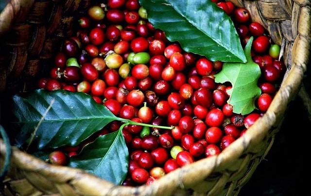 Giá nông sản 6/8: Sâm Ngọc Linh giảm, cao su Arabica tăng hơn 1,3%- Ảnh 2.