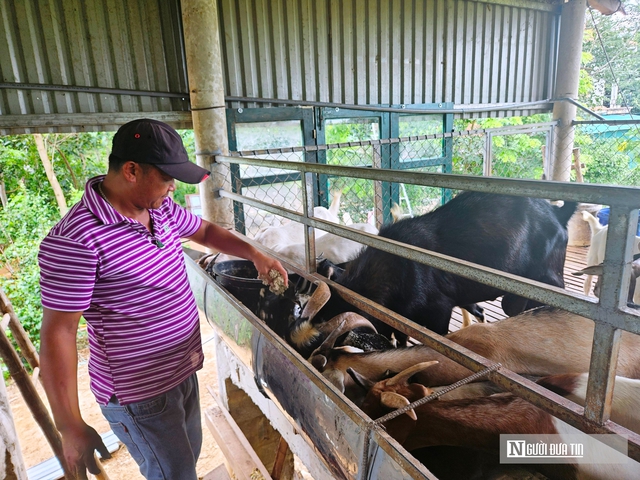 Bí quyết làm giàu từ việc nuôi loại động vật hoang dã của anh nông dân ở Quảng Bình - Ảnh 4.