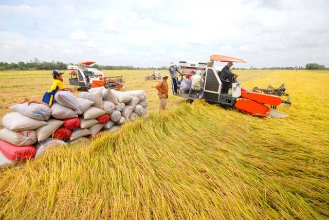 Sầu riêng Thái tăng nhẹ, cao su thế giới biến động trái chiều- Ảnh 2.