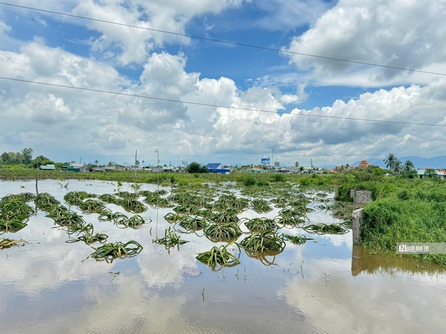 Trắng tay sau trận lụt, nhiều vườn thanh long Bình Thuận chưa thể 