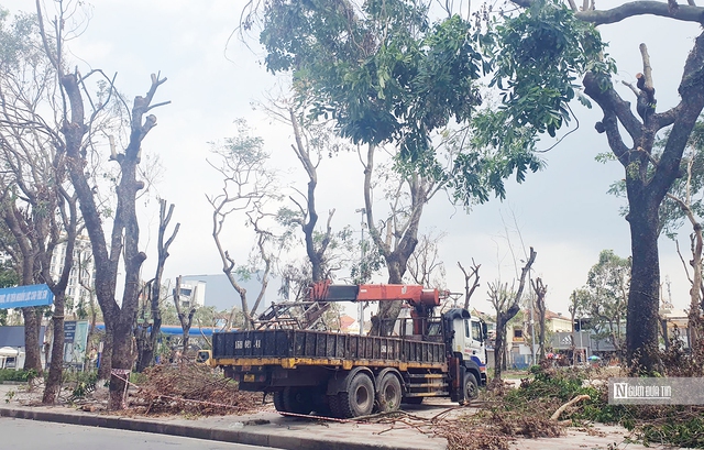 Hải Phòng: Truyền chất dinh dưỡng để cứu cây xanh đô thị- Ảnh 3.