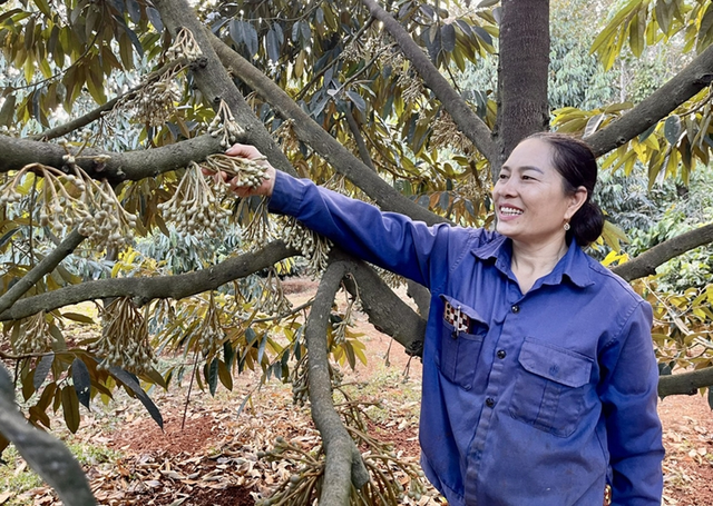 Ông nông dân lãi đậm 3,5 tỷ nhờ trồng loại cây 