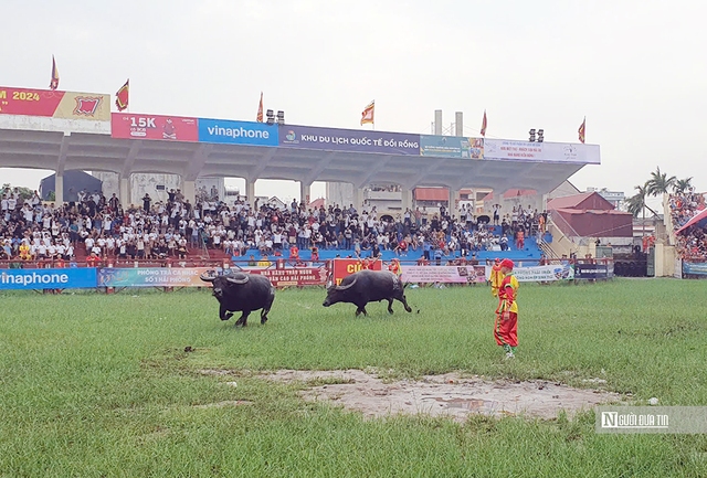 Lễ hội chọi trâu Đồ Sơn 2024: Đương kim vô địch bỏ chạy sau 1 phút đấu- Ảnh 8.