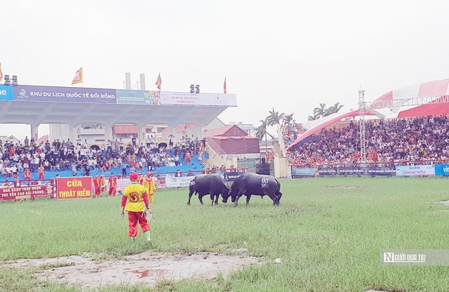 Lễ hội chọi trâu Đồ Sơn 2024: Đương kim vô địch bỏ chạy sau 1 phút đấu- Ảnh 2.