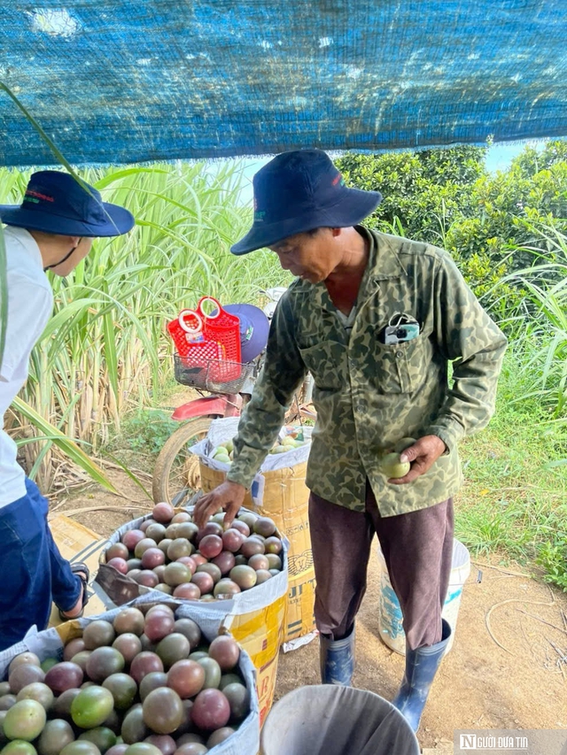 Cơ hội để "thủ phủ" chanh dây hết cảnh "được mùa, mất giá"- Ảnh 3.