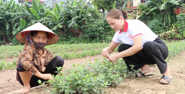 Chị nông dân trồng cây thơm như nước hoa "quý như vàng", nhẹ nhàng kiếm gần 5 tỷ đồng/năm- Ảnh 2.