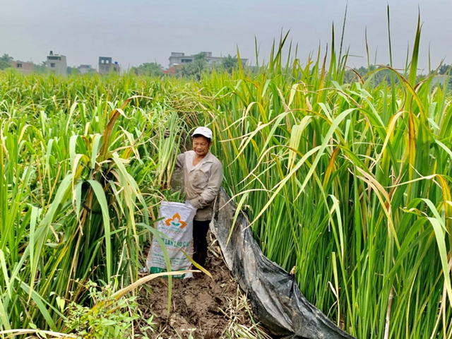 Loại rau như "nhân sâm của người nghèo", mọc dại đầy bờ ao nhưng ít ai ngó- Ảnh 1.