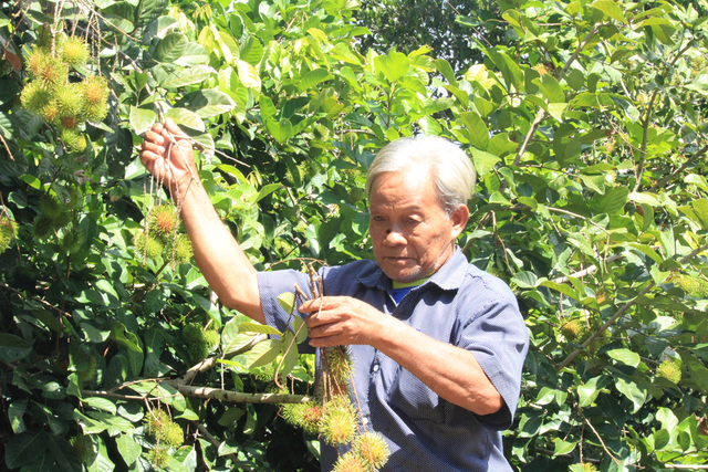 Ông nông dân trồng cây ra quả ngon "quý như vàng", nhẹ nhàng kiếm hơn 1 tỷ đồng/năm- Ảnh 1.