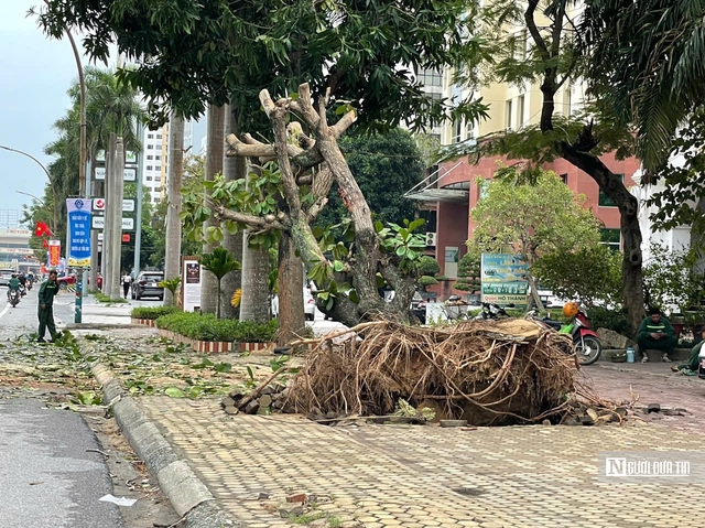 Nghệ An xuất hiện đám mây "khổng lồ" trước bão YAGI, nhiều cây xanh bật gốc- Ảnh 6.