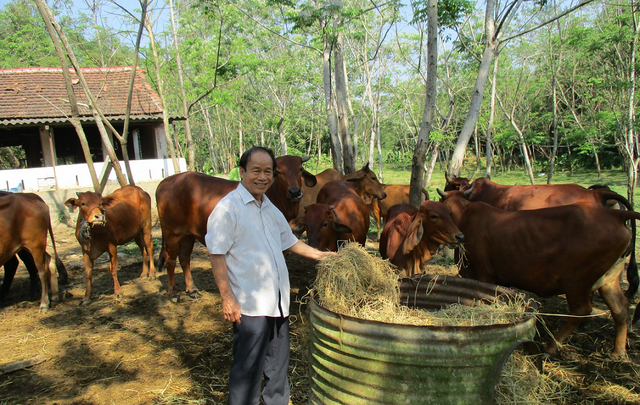 Ông nông dân nuôi bò theo kiểu “chẳng giống ai”, thu 10 tỷ đồng/năm rất nhẹ nhàng- Ảnh 1.