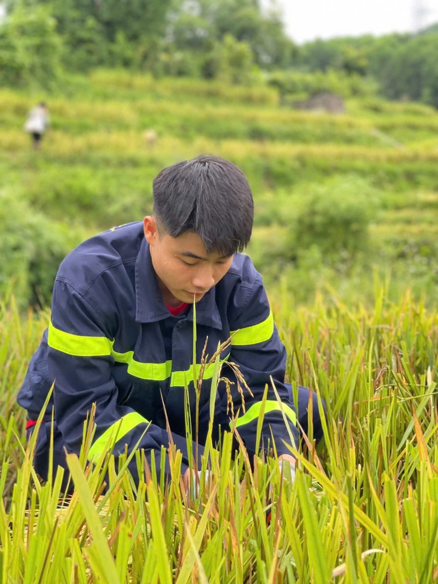 Hình ảnh đẹp: Chiến sĩ công an, đoàn thanh niên xuống đồng gặt lúa giúp dân “chạy” bão- Ảnh 3.