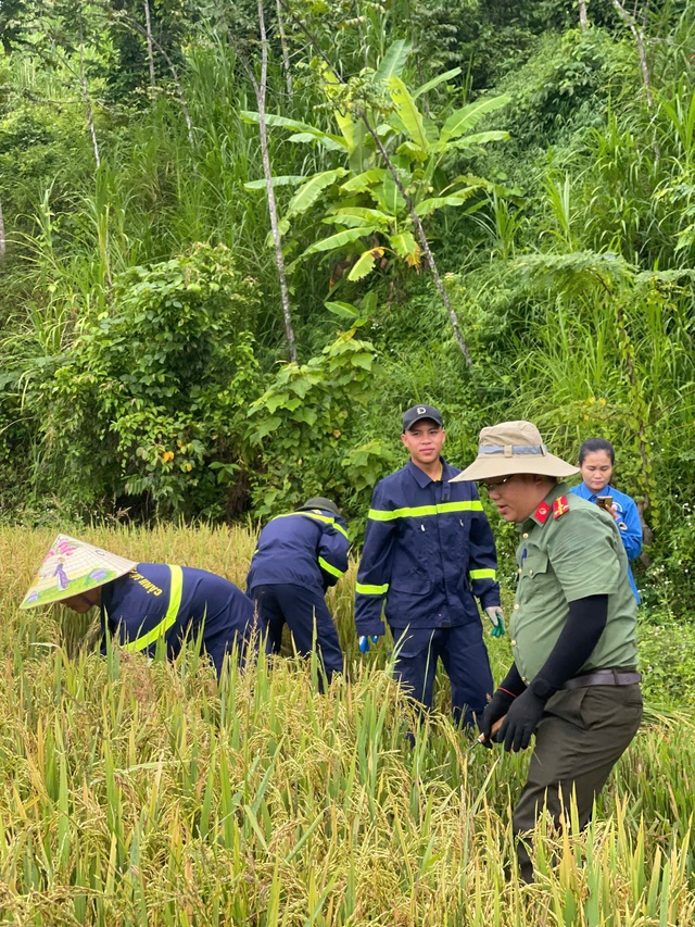 Hình ảnh đẹp: Chiến sĩ công an, đoàn thanh niên xuống đồng gặt lúa giúp dân “chạy” bão- Ảnh 2.