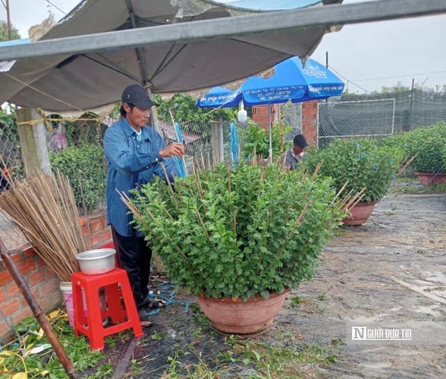 Nhân công đang chuận bị các khâu định hình chậu hoa trước khi giao cho thương lái tại nhà vườn của ông Trần Bá Đạo. Ảnh: Thu Dịu