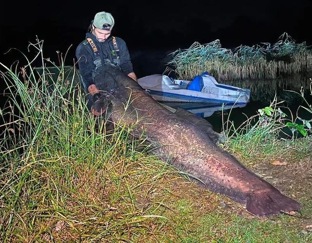 Con cá trê khổng lồ có tiềm năng phá kỷ lục. (Ảnh: Chigboro Fisheries)