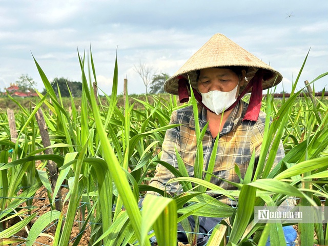 Nhiều nhà vườn trồng lay ơn ở xã Nghĩa Hà, Tp.Quảng Ngãi (tỉnh Quảng Ngãi) lo mất trắng vụ hoa tết. Ảnh: Khánh Vy