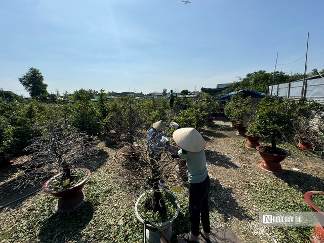 Nghề lạ dịp Tết: "Nhặt lá trả tiền", kiếm gần nửa triệu đồng mỗi ngày- Ảnh 3.