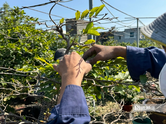 Nghề lạ dịp Tết: "Nhặt lá trả tiền", kiếm gần nửa triệu đồng mỗi ngày- Ảnh 8.