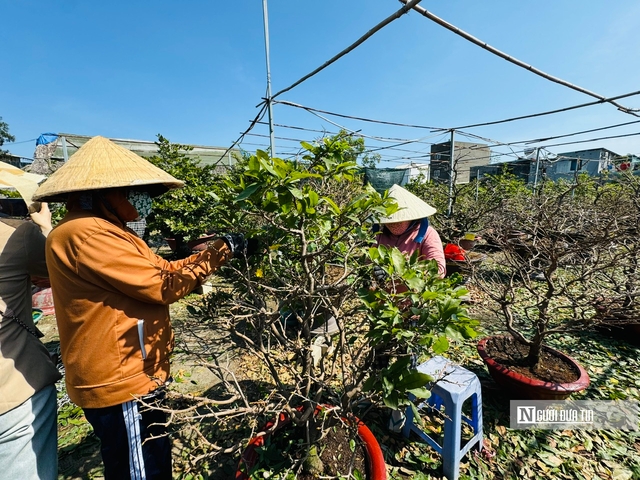 Nghề lạ dịp Tết: "Nhặt lá trả tiền", kiếm gần nửa triệu đồng mỗi ngày- Ảnh 9.