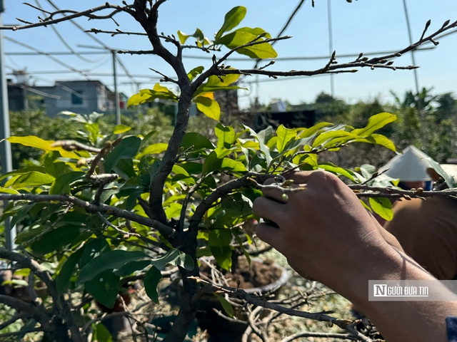 Nghề lạ dịp Tết: "Nhặt lá trả tiền", kiếm gần nửa triệu đồng mỗi ngày- Ảnh 13.