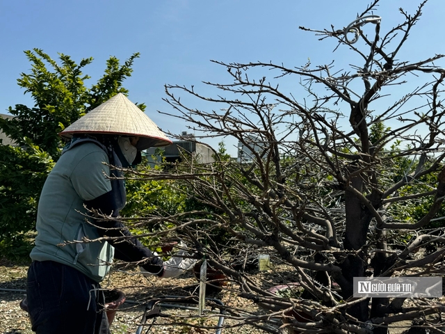 Nghề lạ dịp Tết: "Nhặt lá trả tiền", kiếm gần nửa triệu đồng mỗi ngày- Ảnh 14.